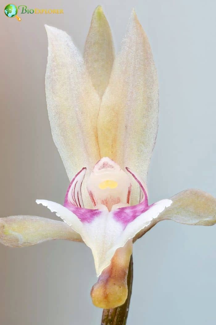 Monk Orchid