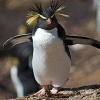 Northern Rockhopper Penguin