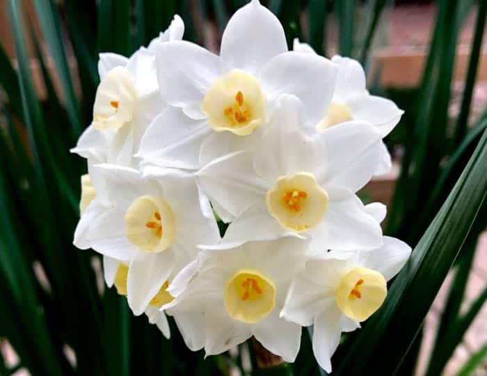 Paperwhite Narcissus