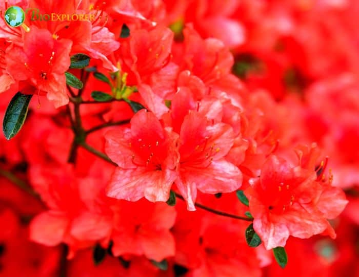 Rhododendron calendulaceum