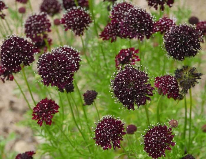 Scabiosa Atropurpurea