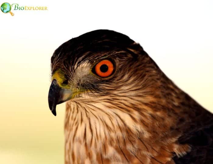 Sharp-shinned Hawk