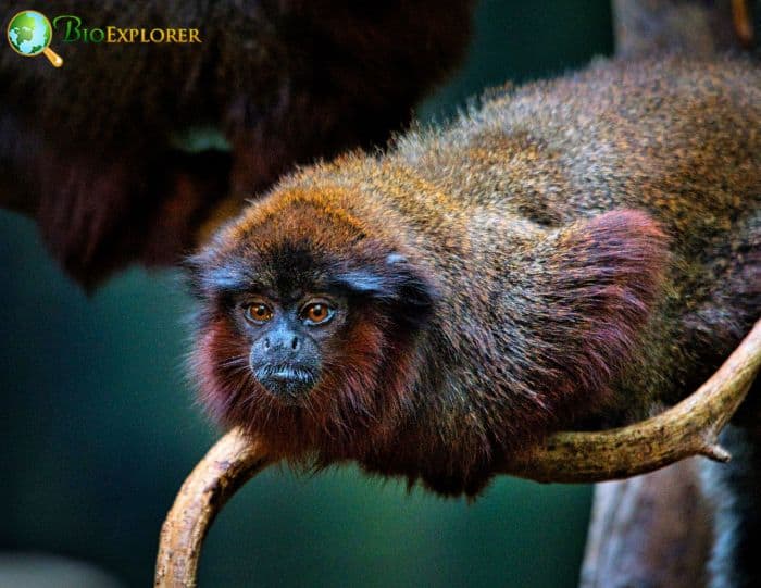 Titi Monkey