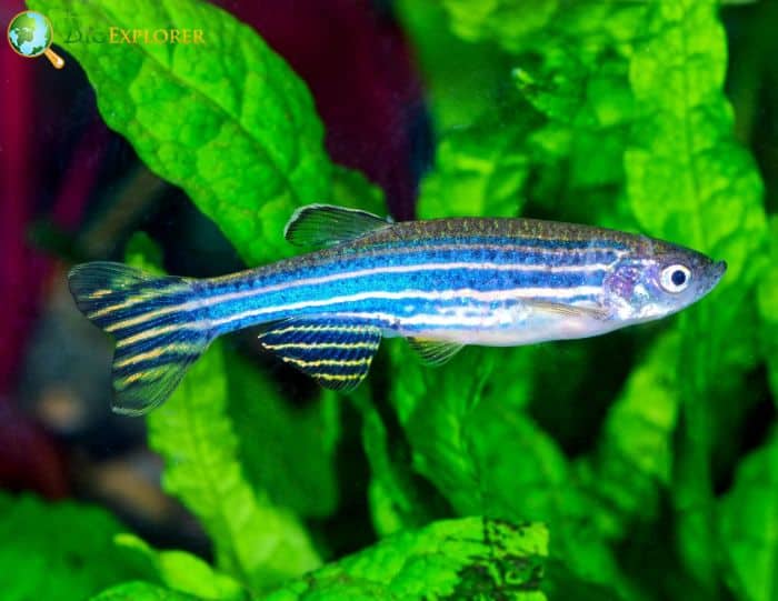 Zebrafish