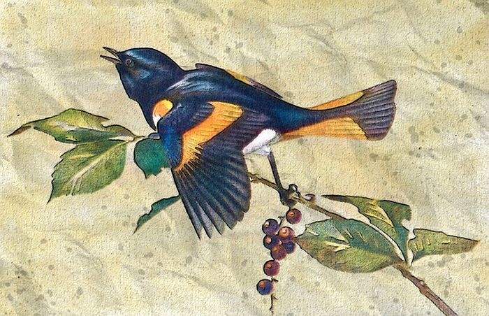 American Redstart