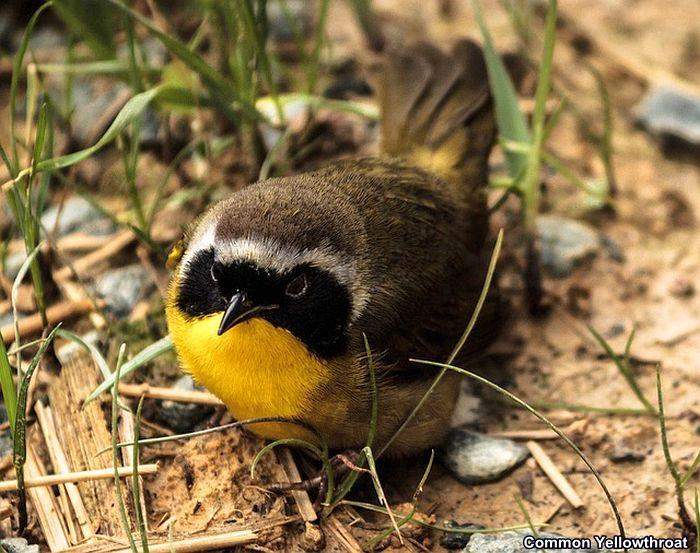 Common Yellowthroat