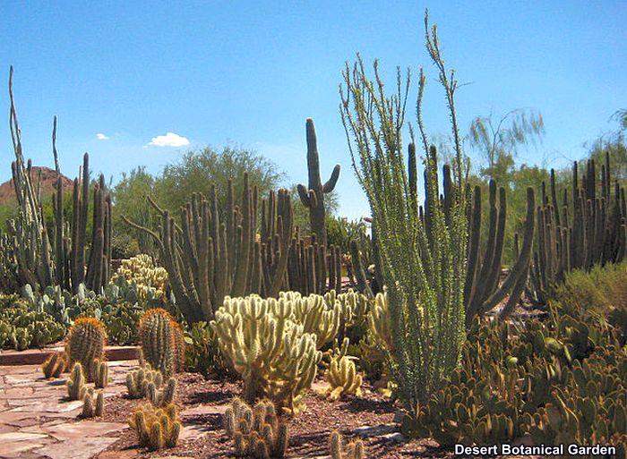 Desert Botanical Garden