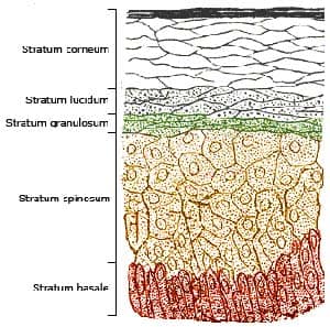 Epidermis Layers