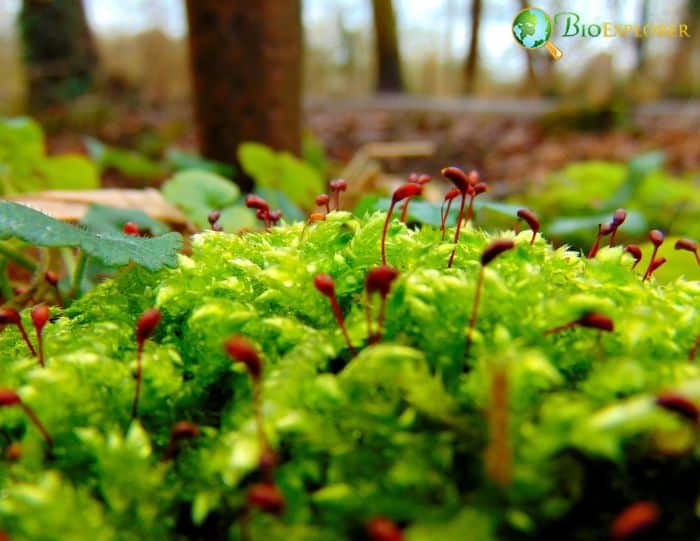 Forest Vegetation