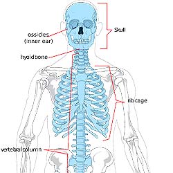 Hyoid bone (base of tongue)