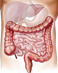 intestine