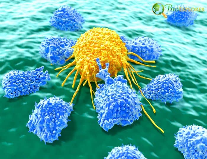 Natural Killer Cells