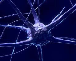 Neurons