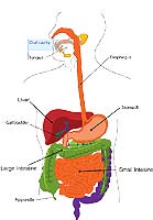 pancreas