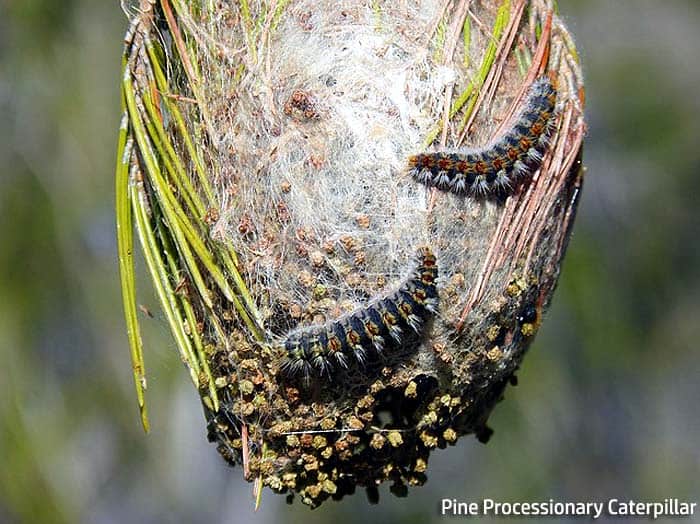 pine processionary caterpillar