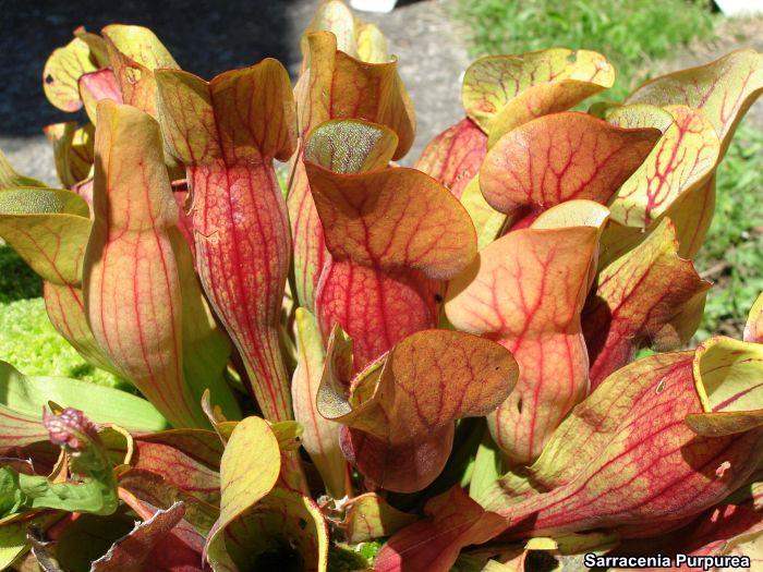 Sarracenia Purpurea