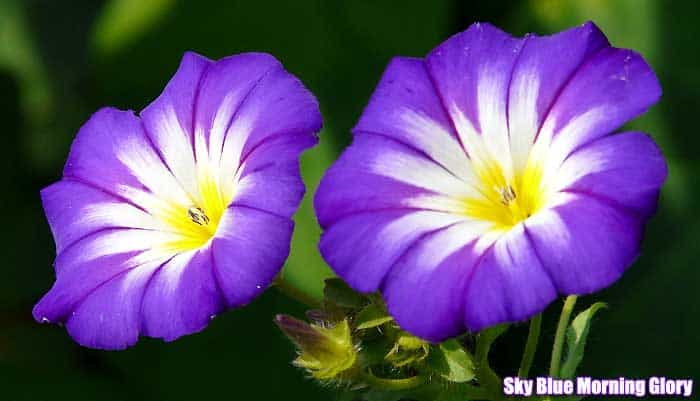 Sky blue morning glory