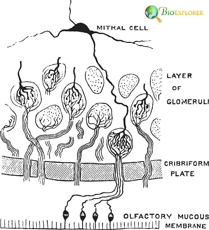 Structure Of Olfactory Bulb