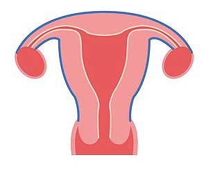 Uterus