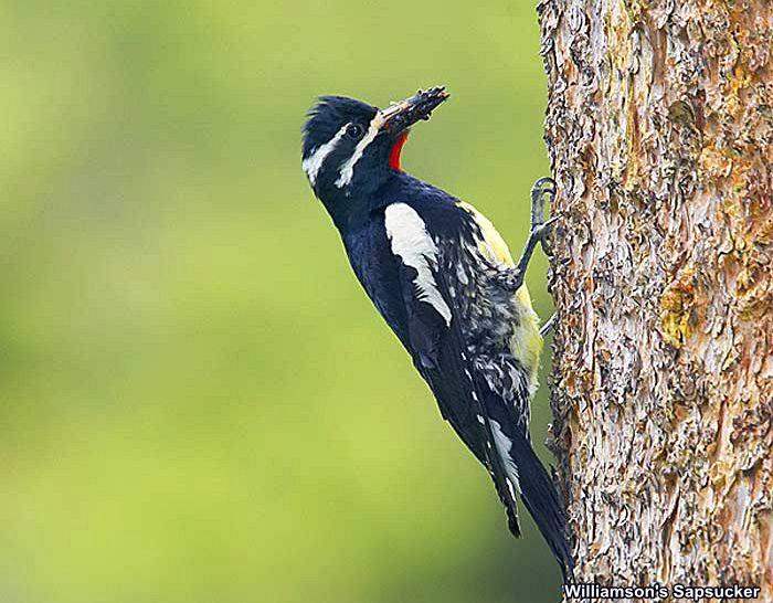 Williamson's Sapsucker