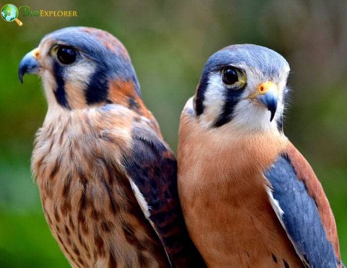 American Kestrel