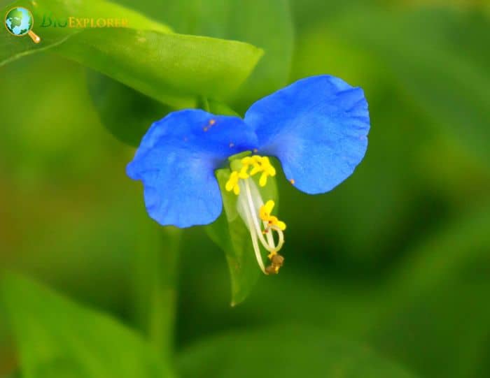 Blue Commelina