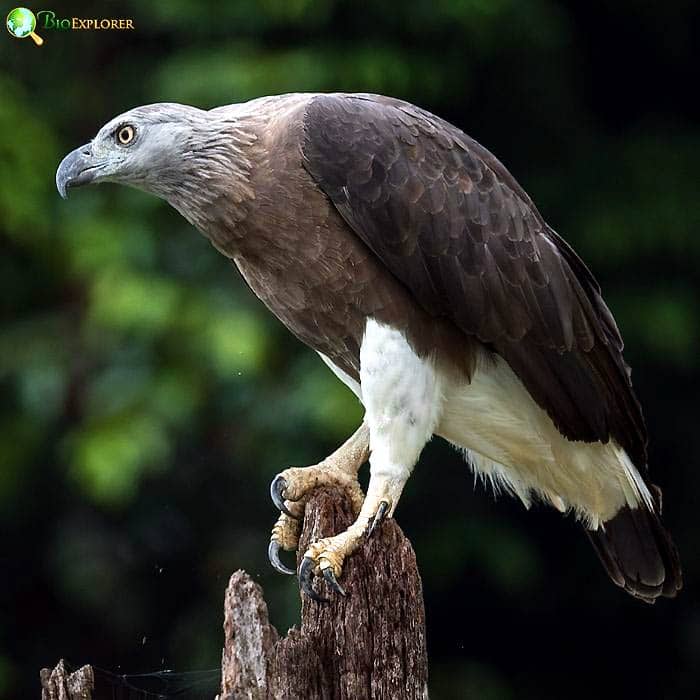 Grey Headed Fish Eagle