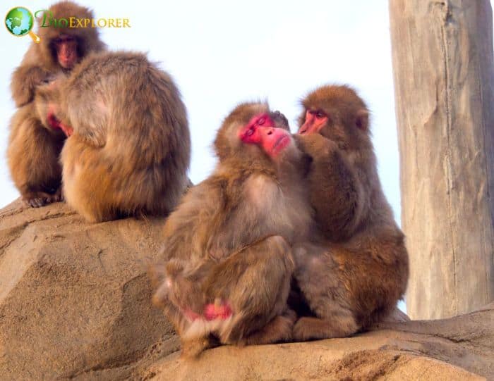 Japanese Macaques