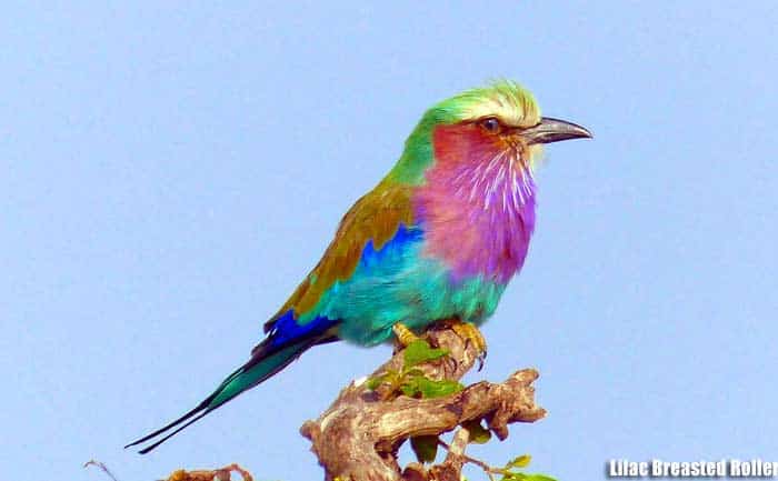 Lilac-breasted Roller