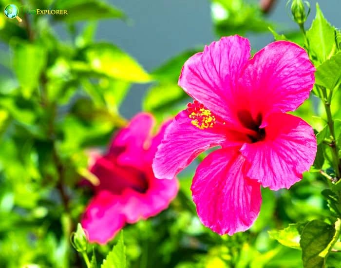 Lindenleaf Rosemallow (Hibiscus Furcellatus)