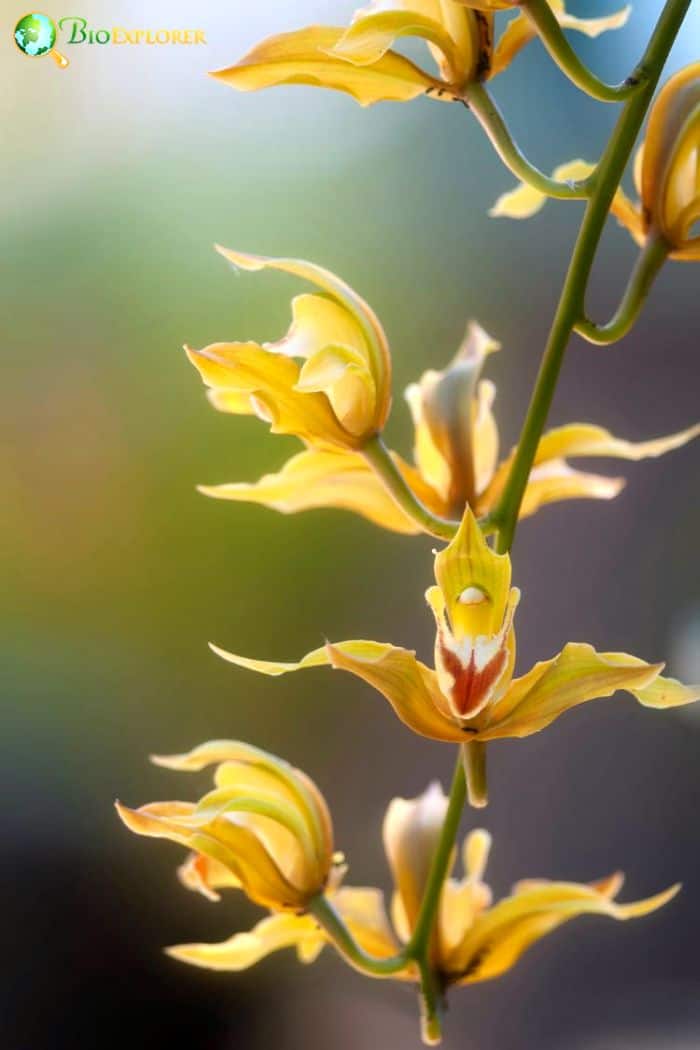 Lows Cymbidium