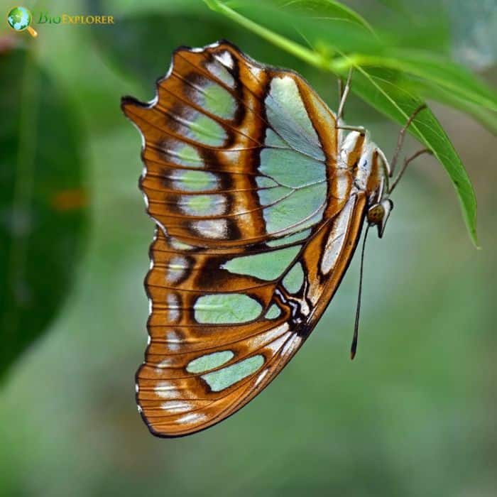 Malachite Butterfly