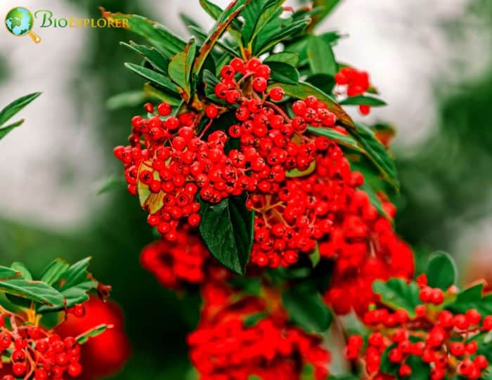 Mountain Holly (Ilex Mucronata)