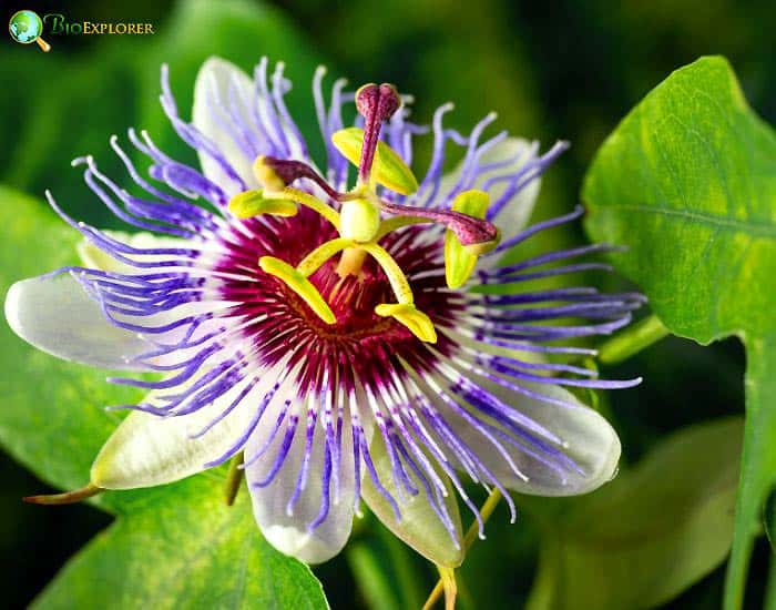 Passion Flower Passiflor