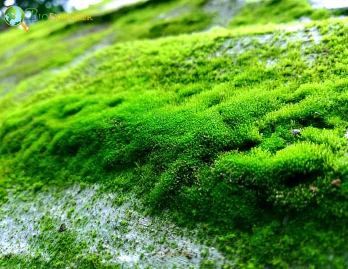 Photosynthetic Algae