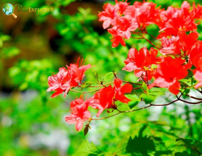 Rhododendron cumberlandense