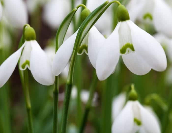 Snowdrop