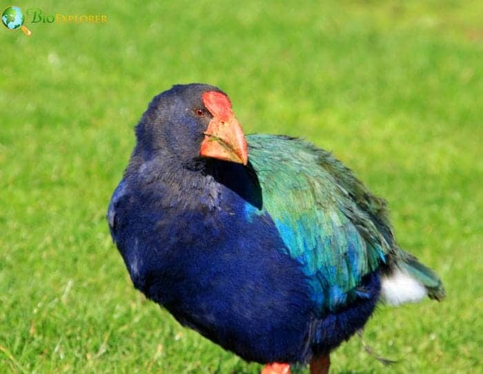 Takahe