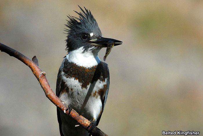 Belted Kingfisher