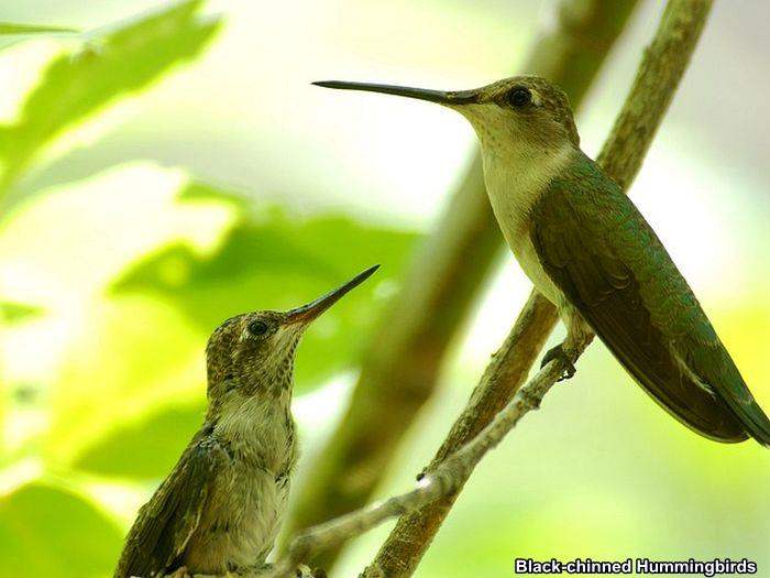 Black-chinned Hummingbirds