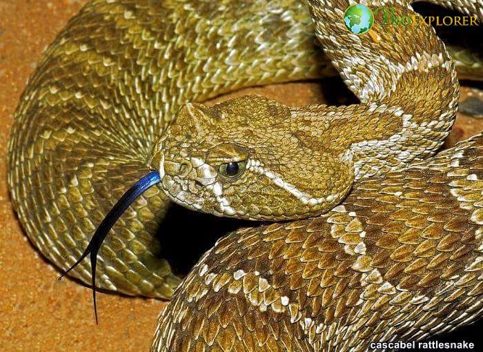 Cascabel Rattlesnake