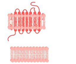 Cell Membrane