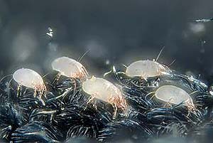 Dust Mites