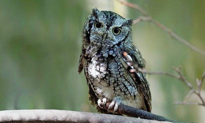 Eastern Screech-Owl