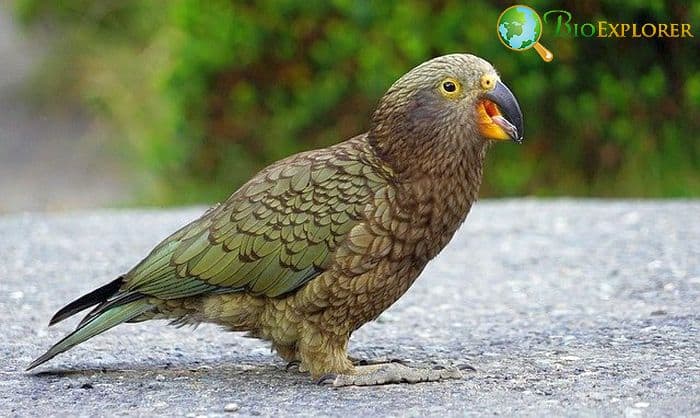 Kea Parrot