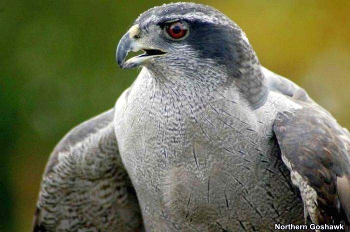 Northern Goshawk