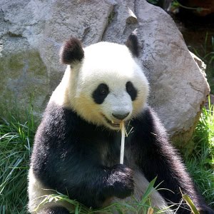 panda bamboo love