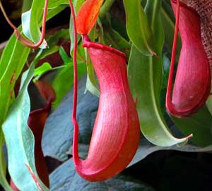 Pitcher Plant