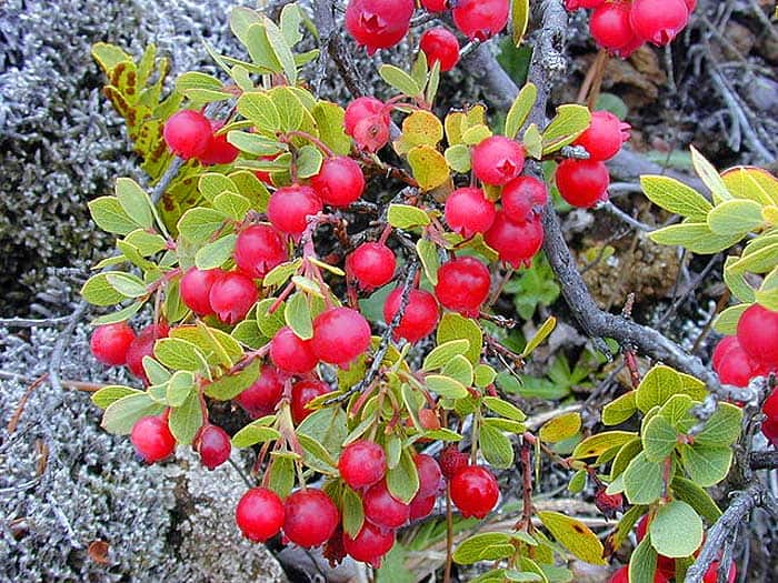 Leptecophylla tameiameia