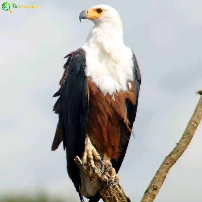 African Fish Eagle